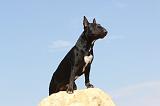 BULL TERRIER 049